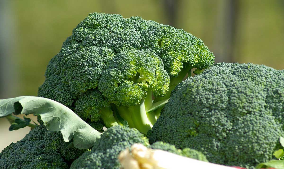 Brokkoli Gesund aber schlecht bioverfügbar Lebe Gesund Magazin
